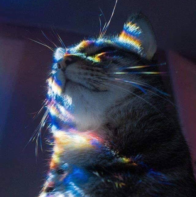 a shinny cat